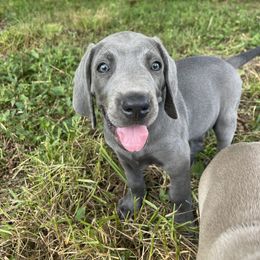 Dark Green collar - Blue male Weimaraner puppy in Granite Falls, North Carolina from Pups and Pastures- Weimaraners