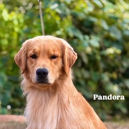 Golden Retriever Puppies from Sound Golden Retrievers