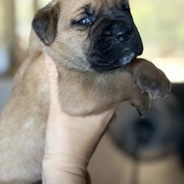 Boy 3 - Fawn male Cane Corso puppy in Sandia, Texas from OneTime Cane Corso