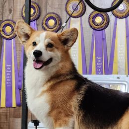 Image - Pembroke Welsh Corgi