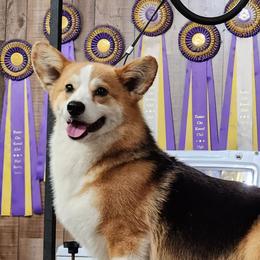 Image - Pembroke Welsh Corgi