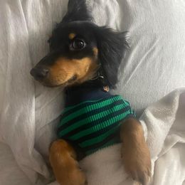 Dachshund Puppies from Pigeon Hill Dachshunds