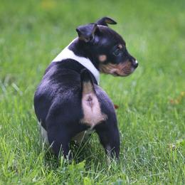 Rat Terrier Puppies from Walnut Acre Decker Terrier and ODT