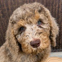 Cash - Merle male Saint Berdoodle puppy in Beach, North Dakota from Badland St. Berdoodles LLC