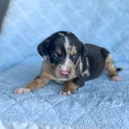 American Leopard Hound, Bluetick Coonhound, and German Shepherd Puppies from Haus Biery German Shepherds, Benchmark Blueticks & Leopard Hounds