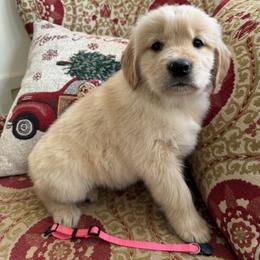 Pink - Light golden female Golden Retriever puppy in Salisbury, North Carolina from Golden Paws of Purpose