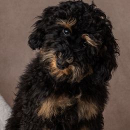 Poodle Puppies from Horse Creek Valley Ranch