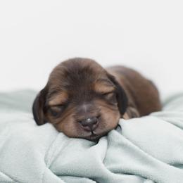Red- AKC Import Lines - Cream male Dachshund puppy in Coweta, Oklahoma from Sunnyside Dachshunds
