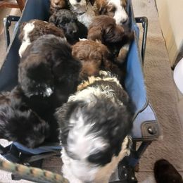 Aussiedoodle Puppies from Lotadoodle Farms