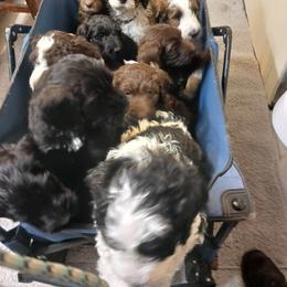 Aussiedoodle Puppies from Lotadoodle Farms