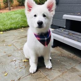 Berger Blanc Suisse Puppies from Moonlight Berger Blanc Suisses