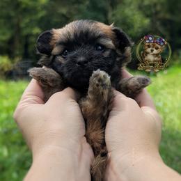 Sailor - Gold female Morkie puppy in Barren Springs, Virginia from Seeking Shalom Acres Maltese, Maltipoos & Havamalts