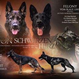 German Shepherd puppies from Von Soldiago