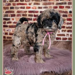 Candy - Merle female Cockapoo puppy in Connersville, Indiana from Deaz Doodle Ranch