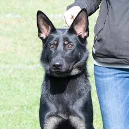 Qwick - German Shepherd