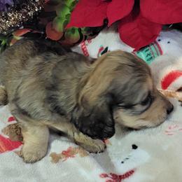 Dachshund Puppies from CLARK'S BREEDING PROGRAM