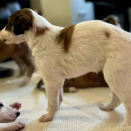 Girl 6 - Borzoi puppy from Luxor Borzoi