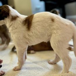 Girl 6 - Borzoi puppy from Luxor Borzoi
