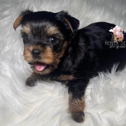 Maverick - Black and gold male Yorkshire Terrier puppy in Riverside, California from Heaven_sent_toy_yorkies