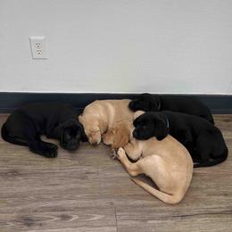 Labrador Retriever Puppies from Branley's Riverside Labradors
