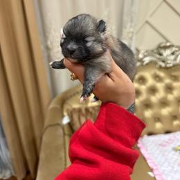 Sterling - Wolf sable female Pomeranian puppy in Grand Prairie, Texas from D’ Pomlovers