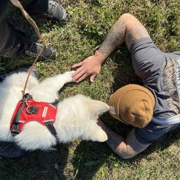 Berger Blanc Suisse Puppies from Nasha Comanda White Swiss Shepherds