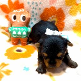 Baby Cakes - Black and tan female Yorkshire Terrier puppy in Paris, Tennessee from Nolan’s Yorkie Farm