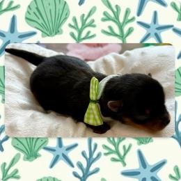 Dash - Black and tan male Yorkshire Terrier puppy in Annandale, Virginia from Artisan Yorkies LLC