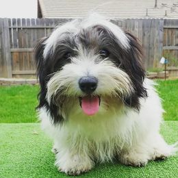 French Bulldogs and Havanese from Havaneses de Santillan