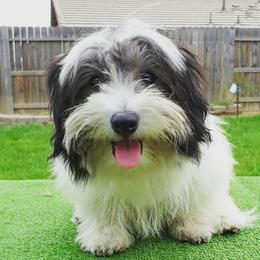 French Bulldogs and Havanese from Havaneses de Santillan