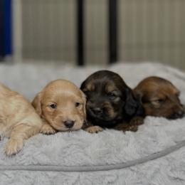 Dachshunds from Kemps K9’s