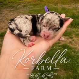 Margarita - Blue merle female Aussiedoodle puppy in Mulino, Oregon from Korbella Farm