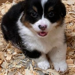 Porsche - Black and tan male American Corgi puppy in Hico, Texas from Chisholm Trail Kennels