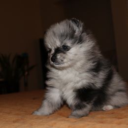 Pomeranian Puppies from Eelan’s Poms