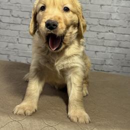 Orange Collar - Light golden female Golden Retriever puppy in Chesapeake, Virginia from AmberLight Goldens