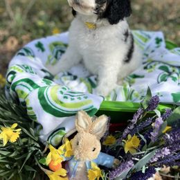 Bernedoodle Puppies from Doodles & Spice