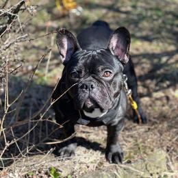 Starrk - French Bulldog