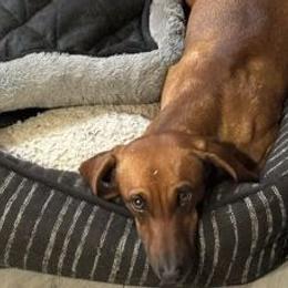 Vienna - Dachshund