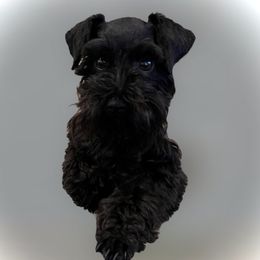 Stella - Miniature Schnauzer