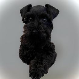 Stella - Miniature Schnauzer