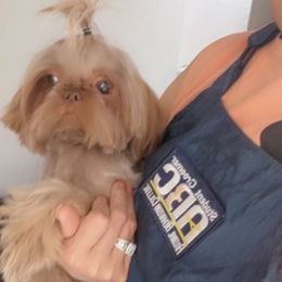 Shih Tzu Puppies from 🩷CHAFFINO ADORABLE SHIH TZUS