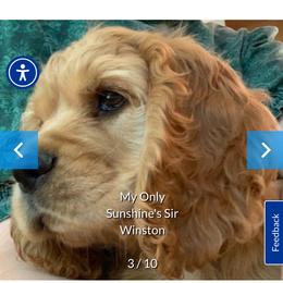 Winston - Cocker Spaniel