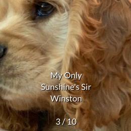 Winston - Cocker Spaniel