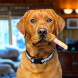 Labrador Retriever All Grown Up from Olmstead Labradors
