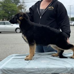 German Shepherd Puppies from Karma Kennels