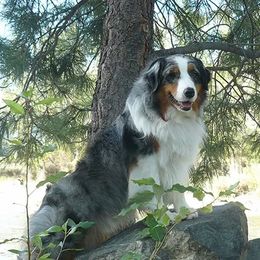 Australian Shepherd All Grown Up from Harvest Moon Aussies