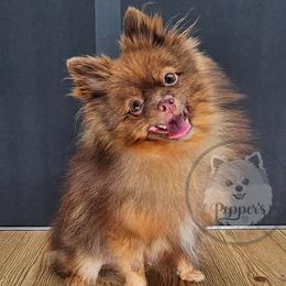 Dec - Pomeranian