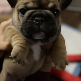 French Bulldog Puppies from Frenchie Babies