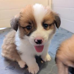 Boy 4 Mr. Light Green - White and red male Pembroke Welsh Corgi puppy in Milton, Florida from Milton Corgis