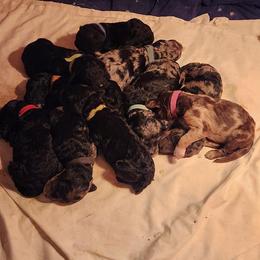 Goldendoodle Puppies from Southern Goldendoodles